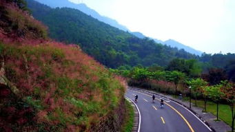 周末驱车1小时，去邂逅一场近郊的“黄金雨”——铜梁电视台邀您共赏自然盛宴